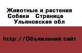 Животные и растения Собаки - Страница 2 . Ульяновская обл.